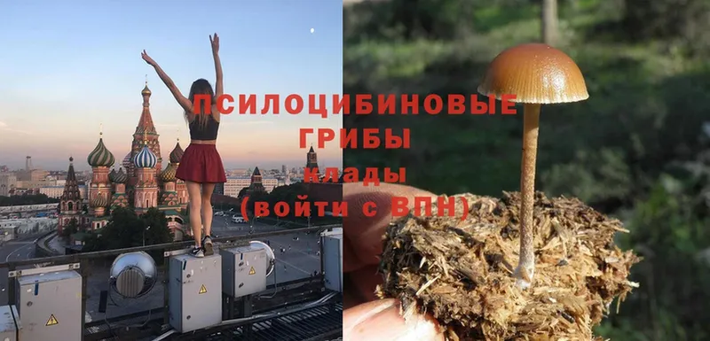 Галлюциногенные грибы Cubensis  Шарыпово 